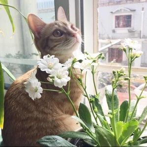 Meet your Posher, Jingbo